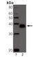 TNF Receptor Superfamily Member 17 antibody, MBS565095, MyBioSource, Western Blot image 