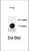 MDM2 Proto-Oncogene antibody, abx032037, Abbexa, Dot Blot image 