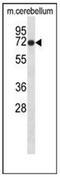 Glycine Receptor Beta antibody, AP51858PU-N, Origene, Western Blot image 