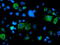 SUMO Specific Peptidase 2 antibody, M02329, Boster Biological Technology, Immunofluorescence image 