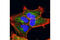 Interleukin 1 Receptor Associated Kinase 1 antibody, 4504P, Cell Signaling Technology, Immunofluorescence image 