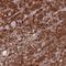 WD Repeat Domain 7 antibody, NBP2-14517, Novus Biologicals, Immunohistochemistry paraffin image 