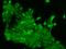 ORAI Calcium Release-Activated Calcium Modulator 3 antibody, 204453-T02, Sino Biological, Immunohistochemistry frozen image 
