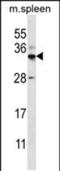 Forkhead Box I2 antibody, PA5-48358, Invitrogen Antibodies, Western Blot image 