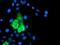 Arachidonate 15-Lipoxygenase antibody, ab119774, Abcam, Immunofluorescence image 