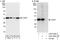 LIM and SH3 domain protein 1 antibody, A303-290A, Bethyl Labs, Western Blot image 