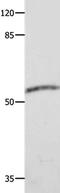 Cyclase Associated Actin Cytoskeleton Regulatory Protein 2 antibody, PA5-50206, Invitrogen Antibodies, Western Blot image 