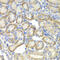 ST3 Beta-Galactoside Alpha-2,3-Sialyltransferase 4 antibody, 15-059, ProSci, Immunohistochemistry frozen image 