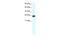 Myogenic Factor 6 antibody, 27-504, ProSci, Western Blot image 