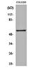 G Protein-Coupled Receptor 176 antibody, orb161221, Biorbyt, Western Blot image 