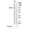 KAL antibody, A06684, Boster Biological Technology, Western Blot image 