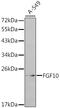 Fibroblast Growth Factor 10 antibody, 14-224, ProSci, Western Blot image 