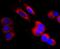 Interleukin 7 antibody, NBP2-67277, Novus Biologicals, Immunocytochemistry image 