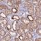 Protocadherin 12 antibody, HPA051242, Atlas Antibodies, Immunohistochemistry paraffin image 