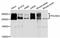 RNA Polymerase II Subunit A antibody, abx126389, Abbexa, Western Blot image 