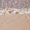 Autophagy Related 2B antibody, HPA001427, Atlas Antibodies, Immunohistochemistry frozen image 