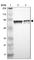 Myelin expression factor 2 antibody, HPA004883, Atlas Antibodies, Western Blot image 