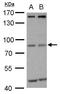 MDM2 Proto-Oncogene antibody, MA1-25896, Invitrogen Antibodies, Western Blot image 