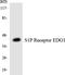Sphingosine-1-Phosphate Receptor 1 antibody, LS-C200640, Lifespan Biosciences, Western Blot image 