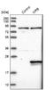 Guided Entry Of Tail-Anchored Proteins Factor 1 antibody, NBP1-84492, Novus Biologicals, Western Blot image 