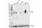 V-Set Immunoregulatory Receptor antibody, 54979T, Cell Signaling Technology, Western Blot image 