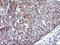 N-Myristoyltransferase 2 antibody, LS-C173607, Lifespan Biosciences, Immunohistochemistry frozen image 