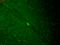 Inward rectifier potassium channel 4 antibody, SMC-312D-RPE, StressMarq, Immunohistochemistry frozen image 