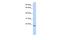 Chromosome 20 Open Reading Frame 203 antibody, PA5-68728, Invitrogen Antibodies, Western Blot image 