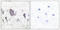 Neurotrophic Receptor Tyrosine Kinase 2 antibody, LS-C199687, Lifespan Biosciences, Immunohistochemistry paraffin image 