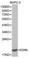 CD59 Molecule (CD59 Blood Group) antibody, LS-C192723, Lifespan Biosciences, Western Blot image 