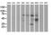 Kelch Like Family Member 2 antibody, MA5-25221, Invitrogen Antibodies, Western Blot image 