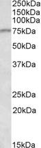 CREB Regulated Transcription Coactivator 2 antibody, EB10902, Everest Biotech, Western Blot image 