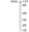 Protein Kinase D2 antibody, LS-C199970, Lifespan Biosciences, Western Blot image 