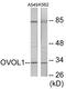 Ovo Like Transcriptional Repressor 1 antibody, EKC1622, Boster Biological Technology, Western Blot image 