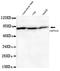 Heat shock protein 70 antibody, LS-C178358, Lifespan Biosciences, Western Blot image 