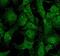 UV Radiation Resistance Associated antibody, 23013, QED Bioscience, Immunofluorescence image 