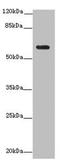 EH Domain Containing 1 antibody, LS-C677781, Lifespan Biosciences, Western Blot image 