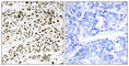 Basic Leucine Zipper ATF-Like Transcription Factor antibody, abx013636, Abbexa, Western Blot image 