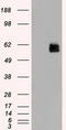 Serine/Threonine Kinase 3 antibody, TA500408, Origene, Western Blot image 