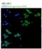 Adducin 3 antibody, NBP1-79783, Novus Biologicals, Immunocytochemistry image 