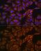 Cell Cycle Associated Protein 1 antibody, GTX65964, GeneTex, Immunocytochemistry image 