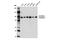 OTU Deubiquitinase 7B antibody, 14817S, Cell Signaling Technology, Western Blot image 