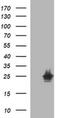 Hypoxanthine Phosphoribosyltransferase 1 antibody, MA5-26295, Invitrogen Antibodies, Western Blot image 