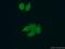 La-related protein 7 antibody, 17067-1-AP, Proteintech Group, Immunofluorescence image 