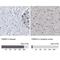 FKBP Prolyl Isomerase 5 antibody, NBP1-84677, Novus Biologicals, Immunohistochemistry paraffin image 