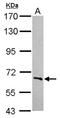 F-Box And WD Repeat Domain Containing 5 antibody, NBP2-16455, Novus Biologicals, Western Blot image 