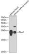 Titin-Cap antibody, 15-074, ProSci, Western Blot image 