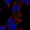 Mannosidase Alpha Class 2A Member 2 antibody, NBP2-69054, Novus Biologicals, Immunofluorescence image 