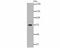 Protein Disulfide Isomerase Family A Member 4 antibody, NBP2-76846, Novus Biologicals, Western Blot image 