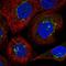 VDP p115 antibody, NBP2-38401, Novus Biologicals, Immunofluorescence image 